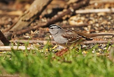 White-crowned Sparrow
