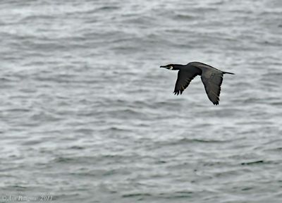 Great Cormorant