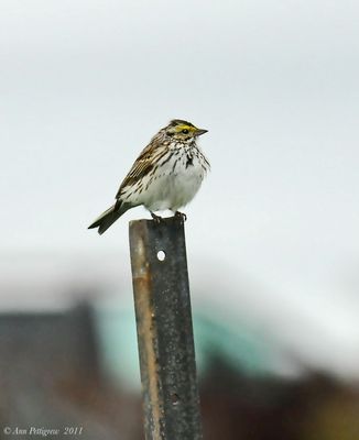 Savannah Sparrow