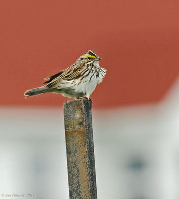 Savannah Sparrow