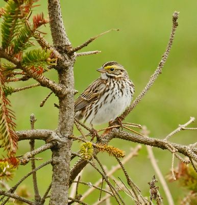 Savannah Sparrow