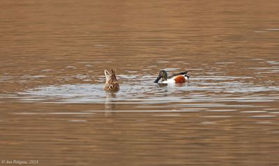 Northern Shovelers