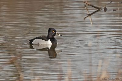 Ring-necked Duck