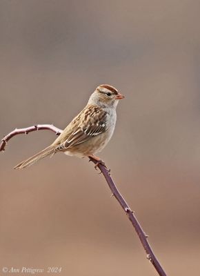 White-crowned Sparrow
