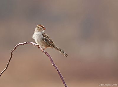 White-crowned Sparrow