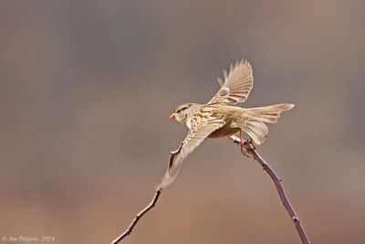 White-crowned Sparrow