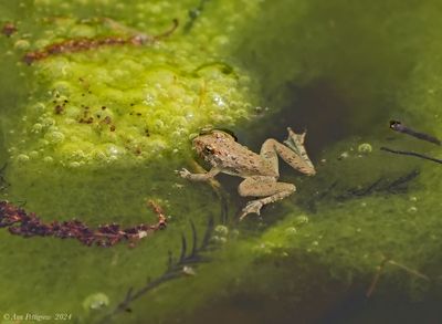 Blanchard’s Cricket Frog