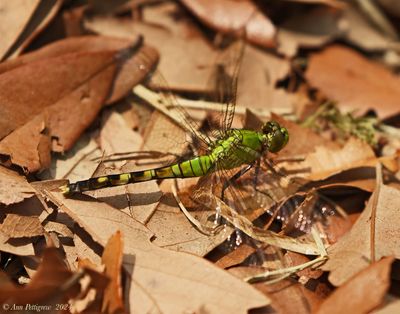 Eastern Pondhawk