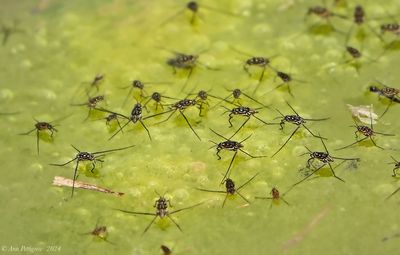 Water Striders