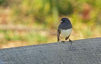 Dark-eyed Junco