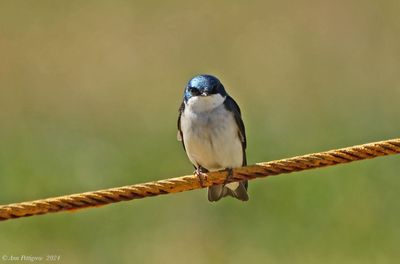 Tree Swallow 