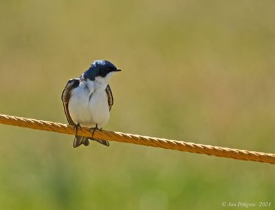 Tree Swallow 