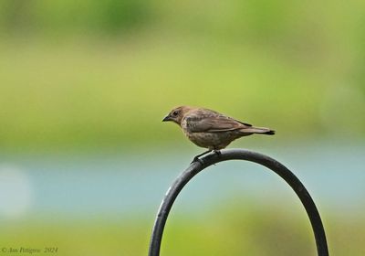 Brown-headed Cowbird - female
