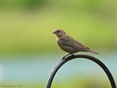 Brown-headed Cowbird - female