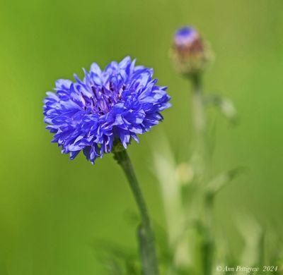 Cornflower