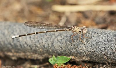 Blue-fronted Dancer