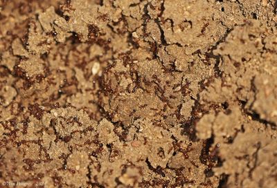 Fire Ants