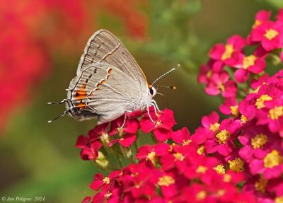 Gray Hairstreak on Yarrow