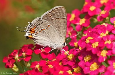Gray Hairstreak on Yarrow