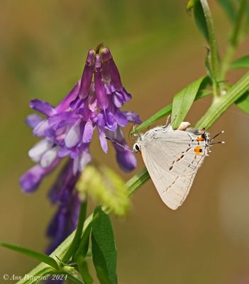 Gray Hairstreak with Blue Vetch