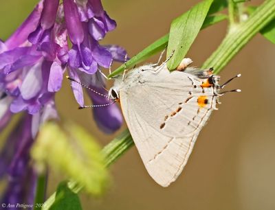 Gray Hairstreak with Blue Vetch