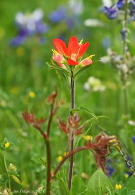 Indian Paintbrush