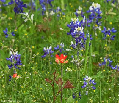 Indian Paintbrush and Texas Bluebonnets
