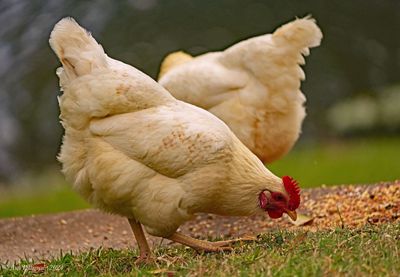 Sex Link Hens