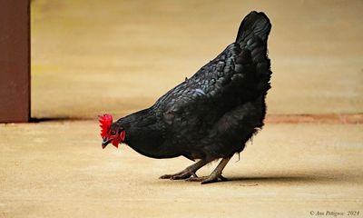 Sex Link Hen