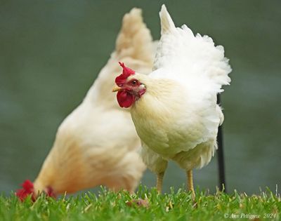 Sex Link Hens