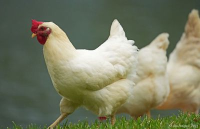 Sex Link Hens