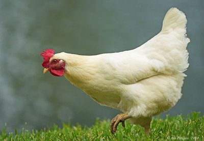 Sex Link Hen