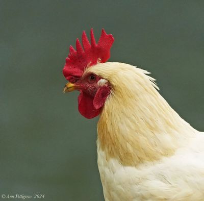 Sex Link Hen