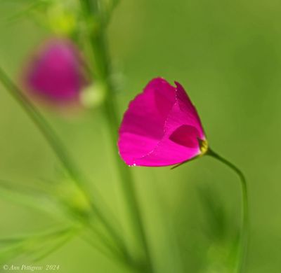 Purple Poppy Mallow