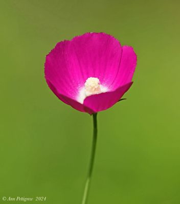 Purple Poppy Mallow