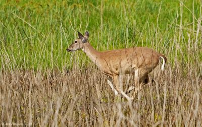 White-tailed Deer