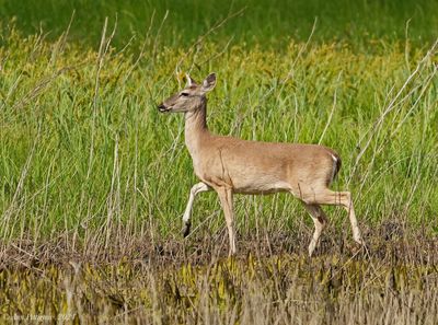 White-tailed Deer