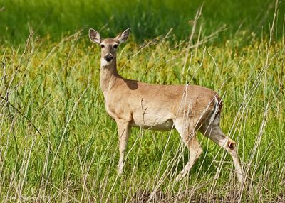White-tailed Deer