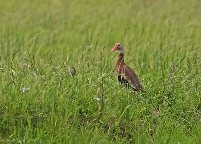 Black-bellied Whistling-Duck Pair