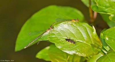 Damselfly sp.