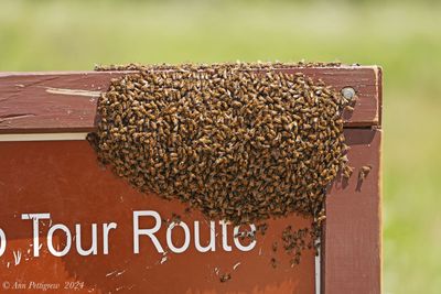 Honey Bee Swarm