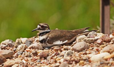 Killdeer on Nest