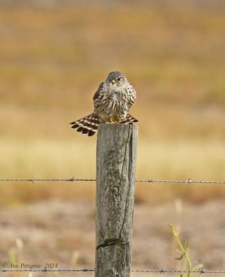 Merlin