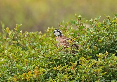 Northern Bobwhite