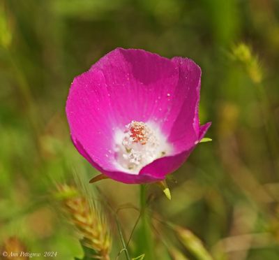 Purple Poppy Mallow