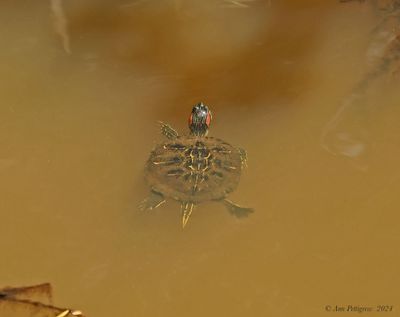 Red-eared Slider - juvenile