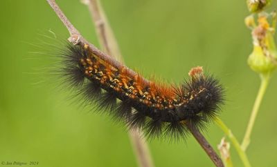 Salt Marsh Moth Caterpillar