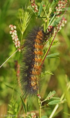 Salt Marsh Moth Caterpillar