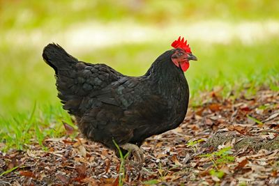 Sex Link Hen