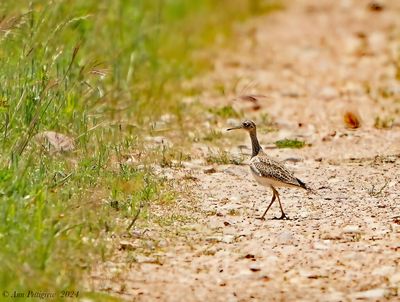 Upland Sandpiper